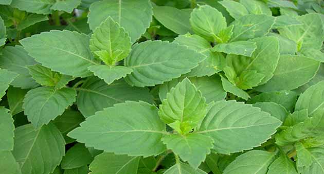 Read more about the article तुलसी पूजा मंत्र – Tulsi puja mantra