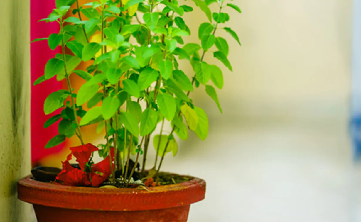 जानिए तुलसी तोड़ने, जल चढ़ाने और पूजा करने का मंत्र - Know the mantra of plucking tulsi, offering water and worship