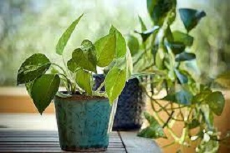 You are currently viewing जानिए घर में किस तरह का मनी प्लांट नहीं लगाना चाहिए। Know which type of money plant should not be planted in the house