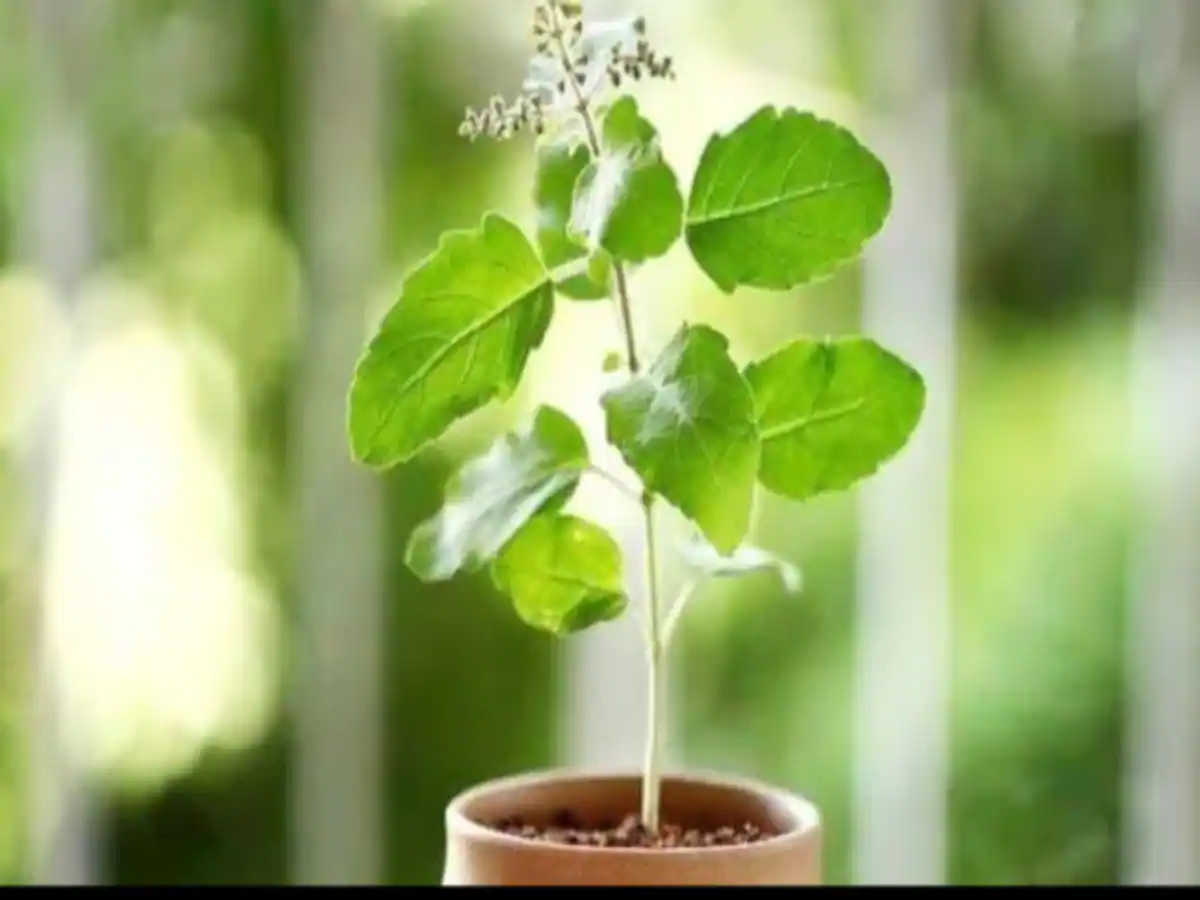 तुलसी जल अर्पित मंत्र - Tulsi jal arpit mantra