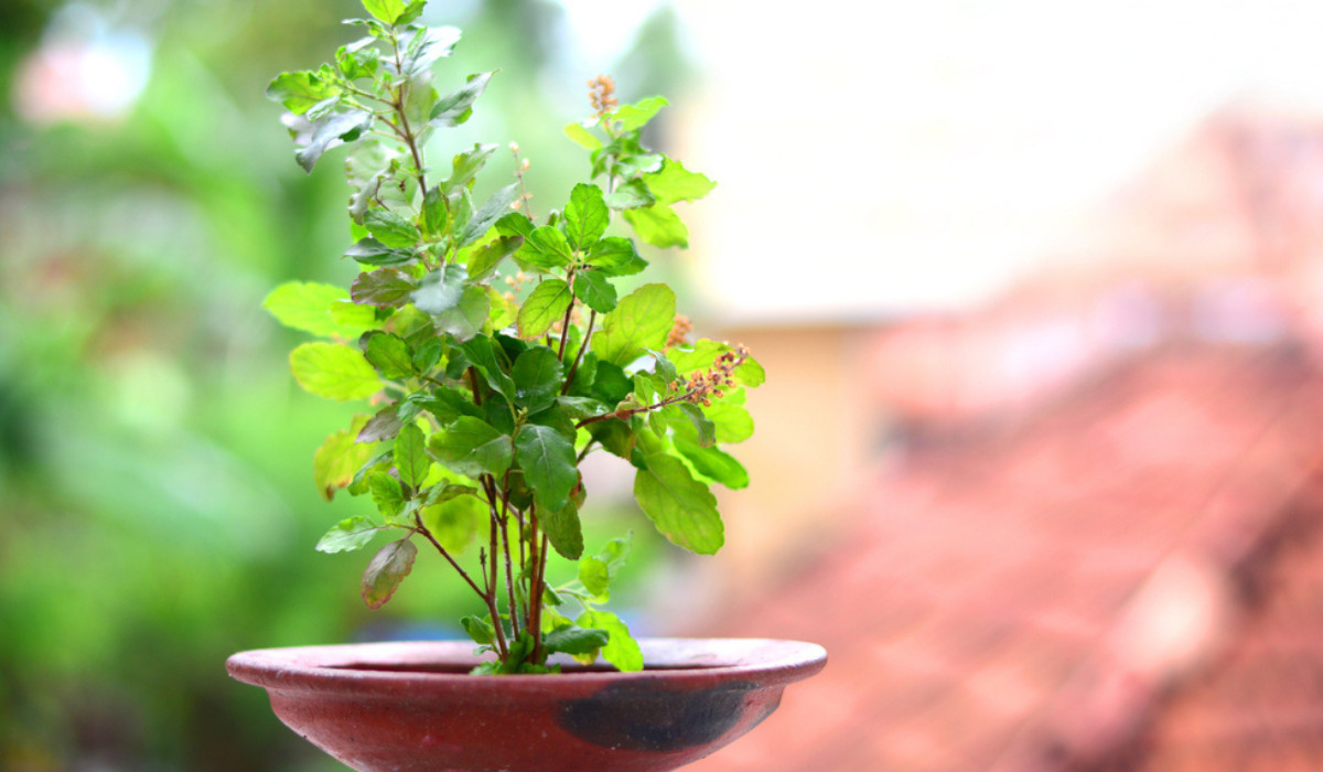 जानिए तुलसी के पौधे के पास किन चीजों को रखना माना जाता है शुभ - Know which things are considered auspicious to keep near the tulsi plant