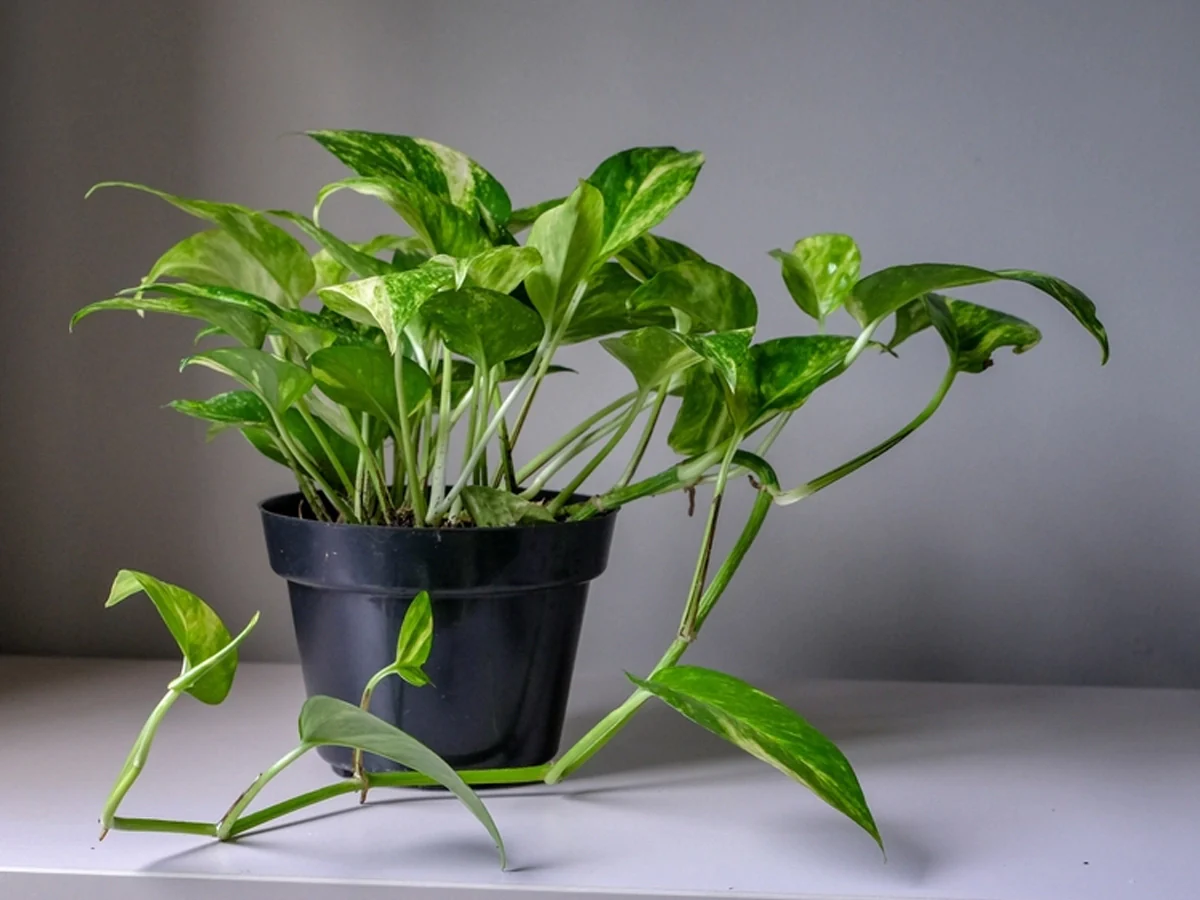 You are currently viewing जानिए मनी प्लांट को लगाते समय क्या सावधानियां बरतनी चाहिए। Know what precautions should be taken while planting money plant