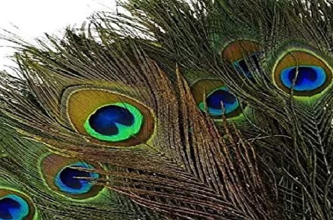 जानिए कैसे घर में मोर पंख रखने से खुलते हैं सुख-समृद्धि के द्वार - Know how keeping peacock feathers in the house opens the doors of happiness and prosperity