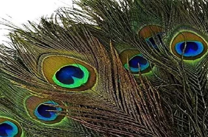 You are currently viewing जानिए कैसे घर में मोर पंख रखने से खुलते हैं सुख-समृद्धि के द्वार – Know how keeping peacock feathers in the house opens the doors of happiness and prosperity