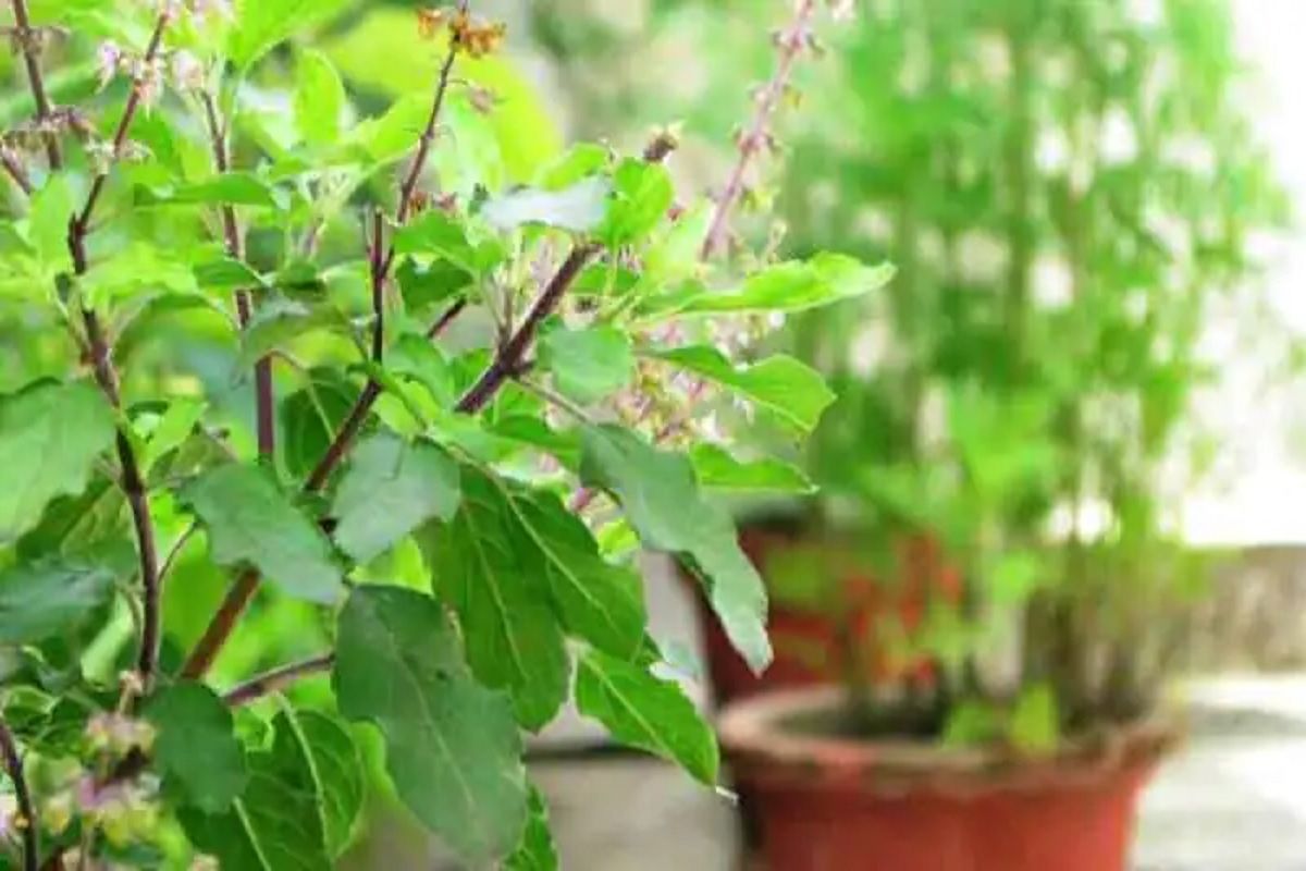 जानिए कौन से पौधे तुलसी के साथ लगाने से भाग्योदय होता है। Know which plants planted with tulsi bring good luck