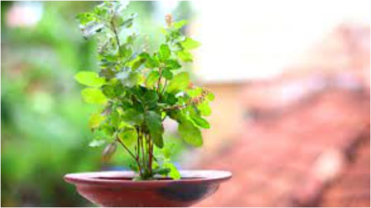 जानिए घर में सुख-समृद्धि लाने के लिए कैसे करें तुलसी की पूजा - Know how to worship tulsi to bring happiness and prosperity in the house