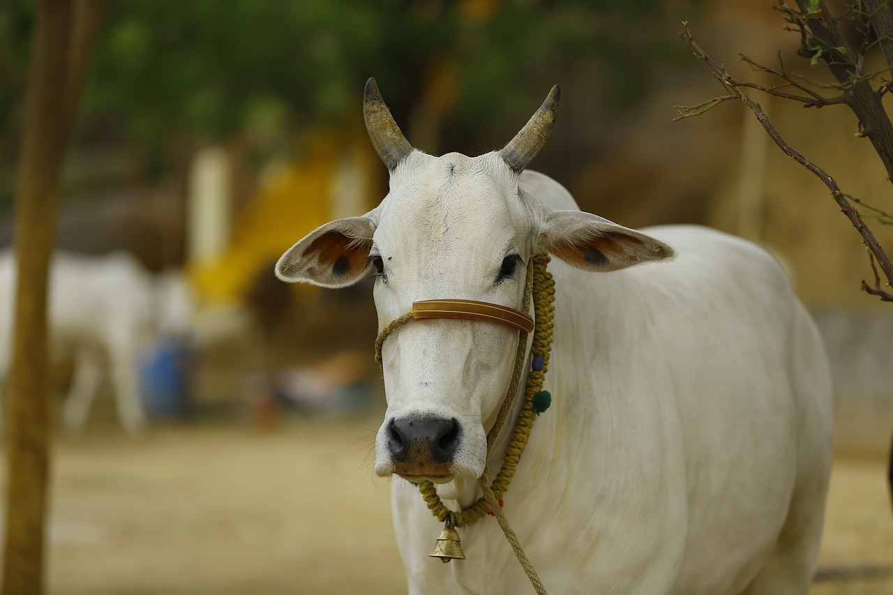 You are currently viewing जानिए गाय को बासी रोटी खिलाना चाहिए या नहीं। Know whether stale bread should be fed to a cow or not