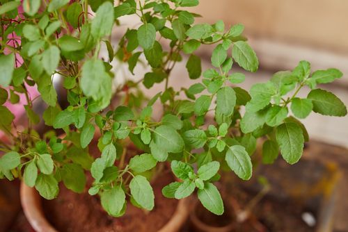 You are currently viewing जानिए वैशाख के महीने में आपको तुलसी पर क्या उपाय करने चाहिए। Know what measures you should take on tulsi in the month of vaishakh