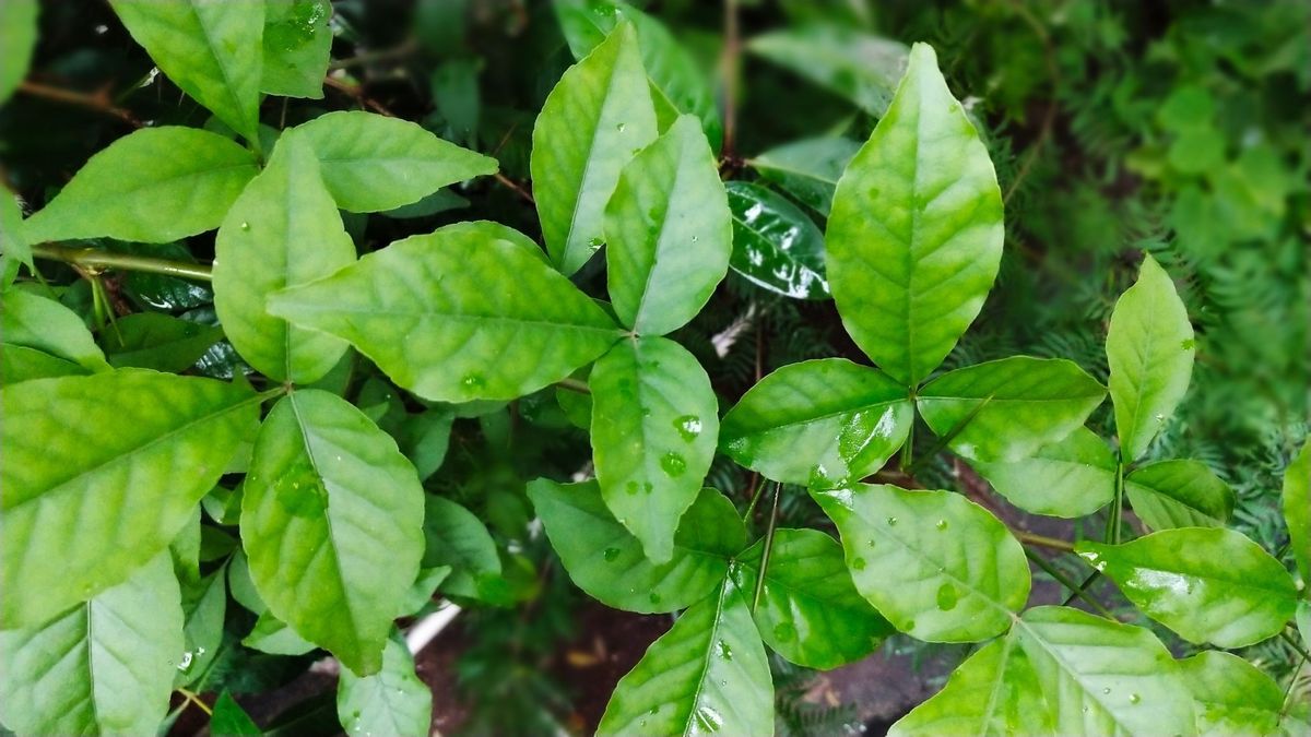 You are currently viewing जानिए सावन में कौन से बेलपत्र उपाय करने चाहिए। Know which belpatra remedies should be done in sawan