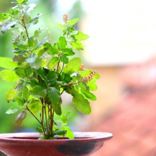 कब से शुरू हो रहा है कार्तिक महीना, ऐसे करेंगे तुलसी की पूजा तो मां लक्ष्मी करेंगी धन वर्षा - When is the month of kartik starting, if you worship tulsi like this then goddess lakshmi will shower wealth